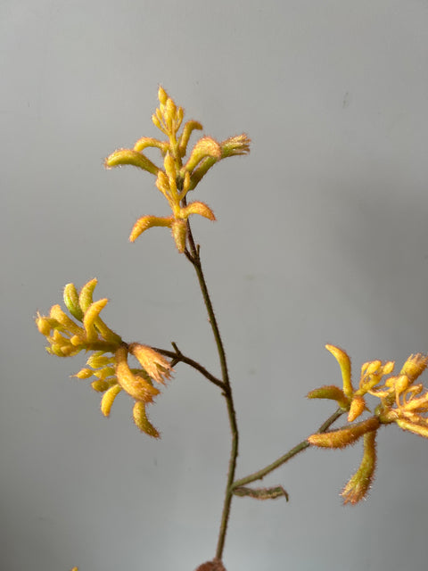 Kangoeroepoot tak geel  76 cm