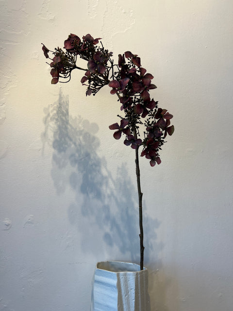 Hortensia lang bordeaux 90 cm