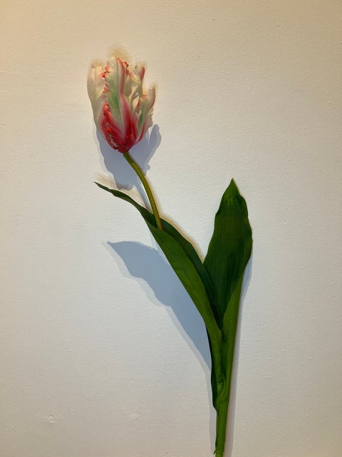 Tulp papegaai wit/rood  65 cm