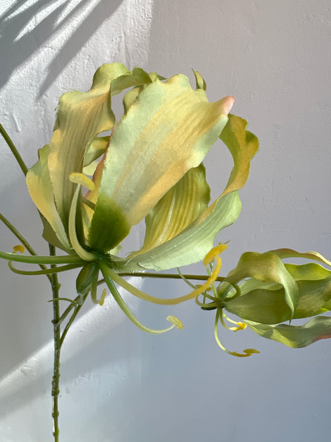 Gloriosa tak wit/groen  89 cm