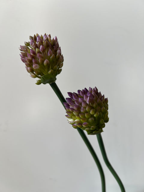 Allium x3  groen/paars 66 cm