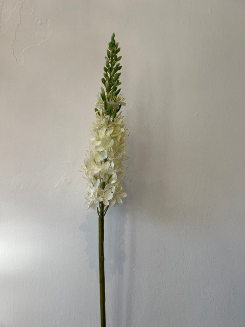 Eremurus wit  85 cm