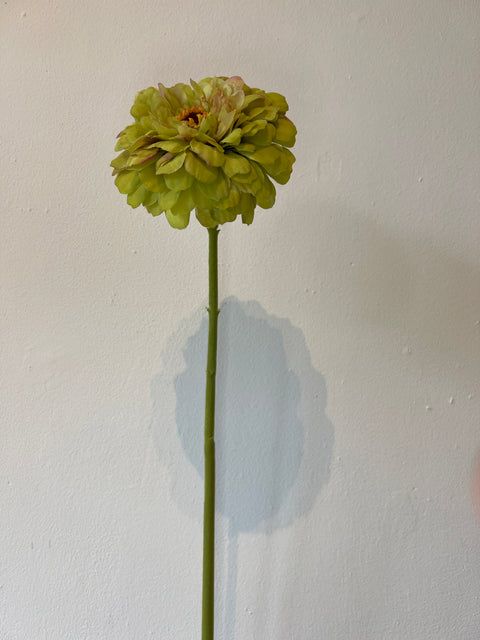Zinnia bloem groen 70 cm