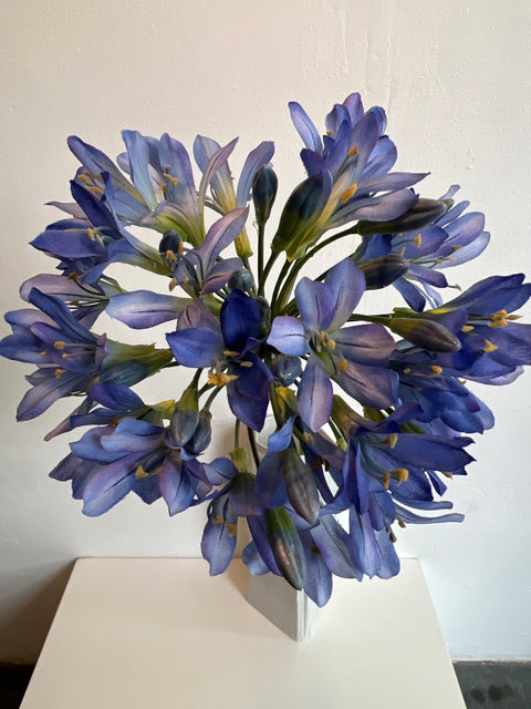 Agapanthus groot blauw  88 cm