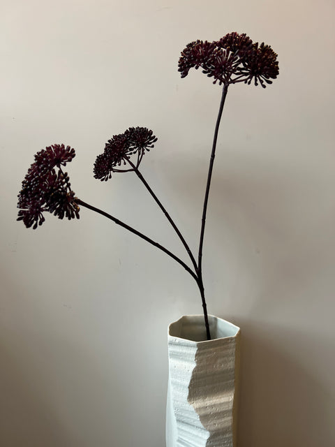 Engelwortel tak 3x zwart/paars  85 cm