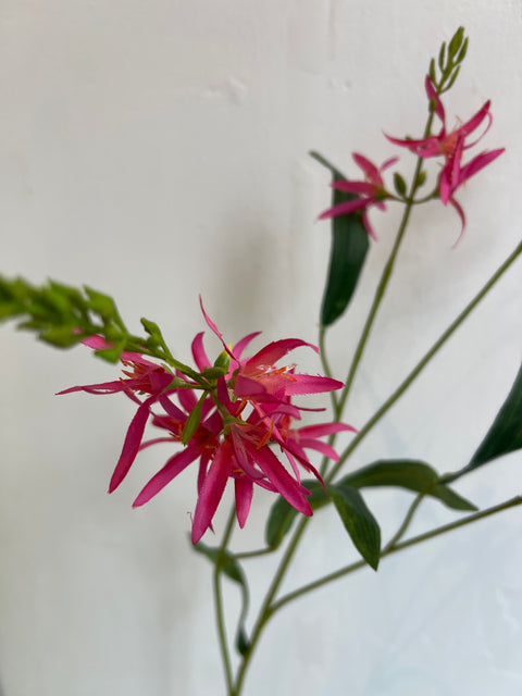 Crocosmia  pink  110 cm