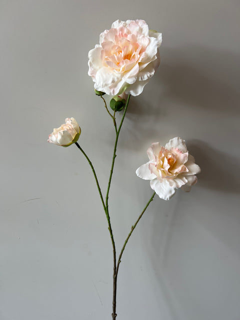 Camelia tak x3 wit/roze 90 cm