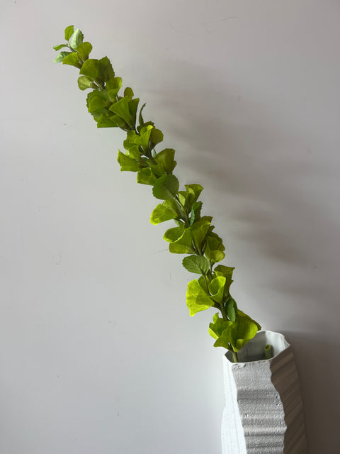 Molucella  groen  107 cm