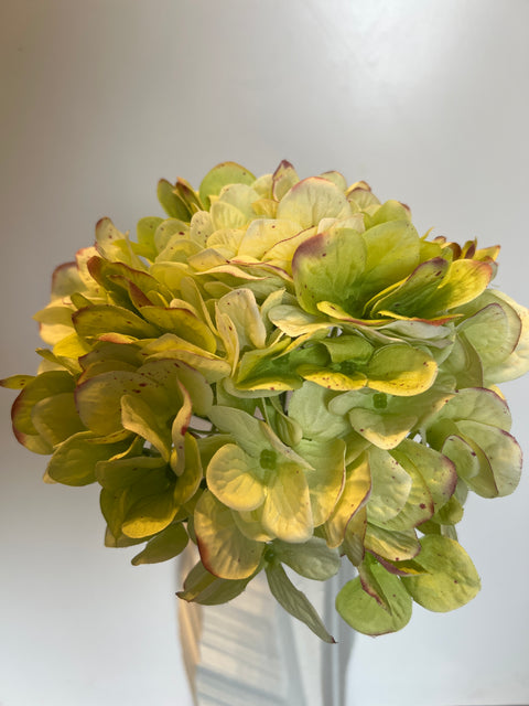 Hortensia bol groen/bordeaux 48 cm