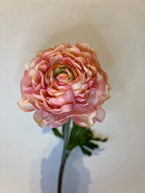 Ranonkel  50 cm roze