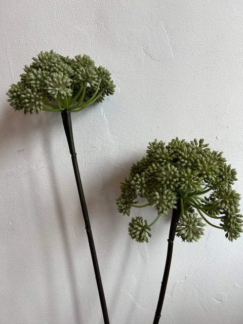 Engelwortel x2   groen  116 cm