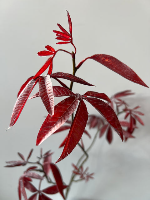 Esdoorn tak bordeaux 92 cm