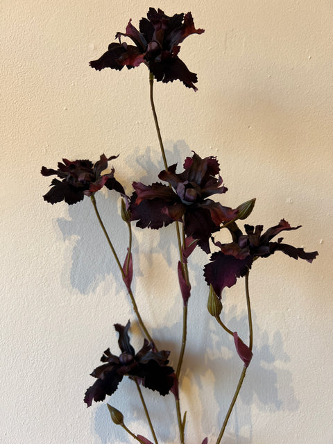 Iris spray bordeaux  105 cm