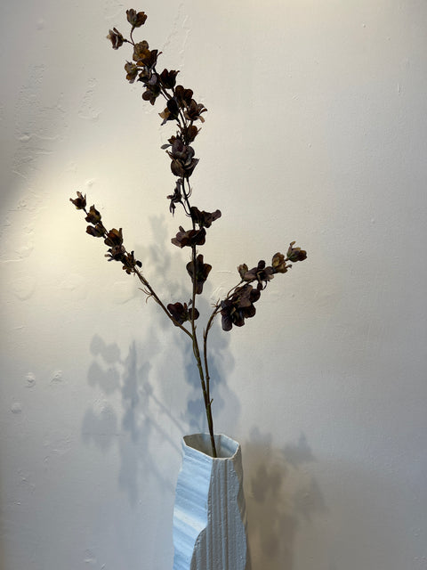 Delphinium  bruin  110 cm