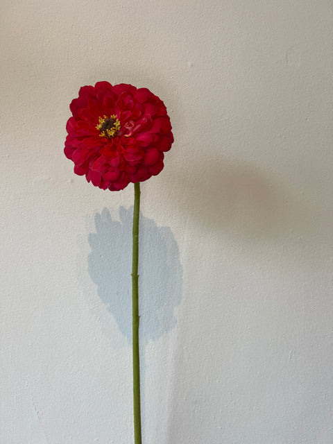 Zinnia bloem  rood 70 cm