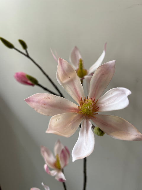 Magnolia tak wit/roze 100 cm