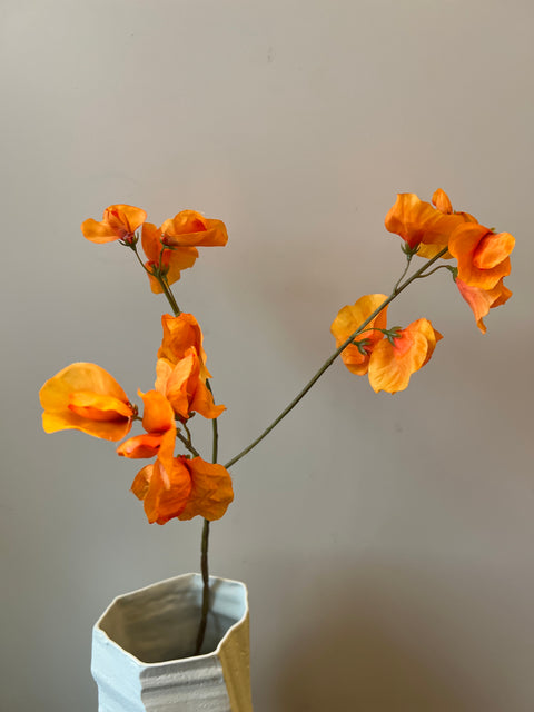 Lathyrus  oranje   66 cm