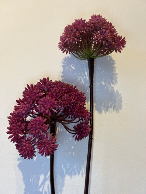 Engelwortel x2   magenta  116 cm
