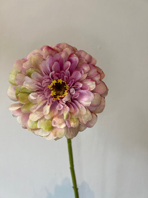 Zinnia bloem roze/groen 70 cm