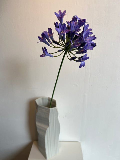 Agapanthus  blauw  75 cm
