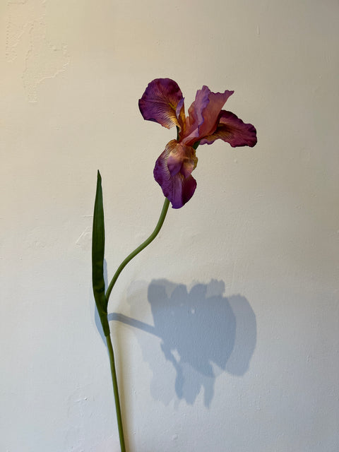 Iris bloem paars  95 cm