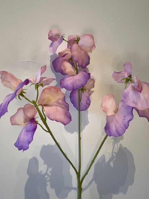 Lathyrus   Lilac   66 cm
