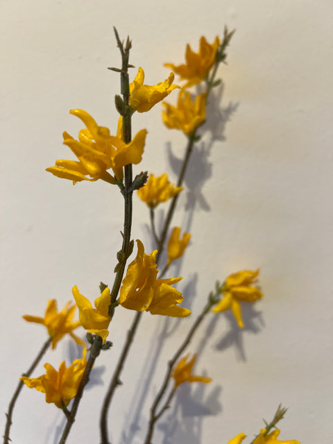 Forsythia tak 70 cm geel