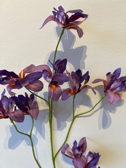 Iris spray lila  105 cm