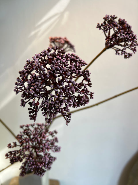 Engelwortel tak bordeaux  105 cm