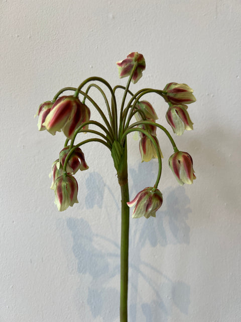 Allium groen/rood  68 cm