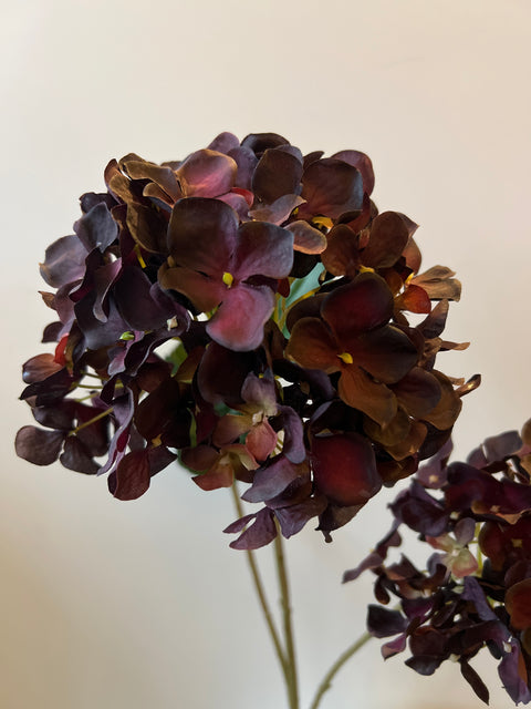 Hortensia bollen x2 bordeaux 82 cm