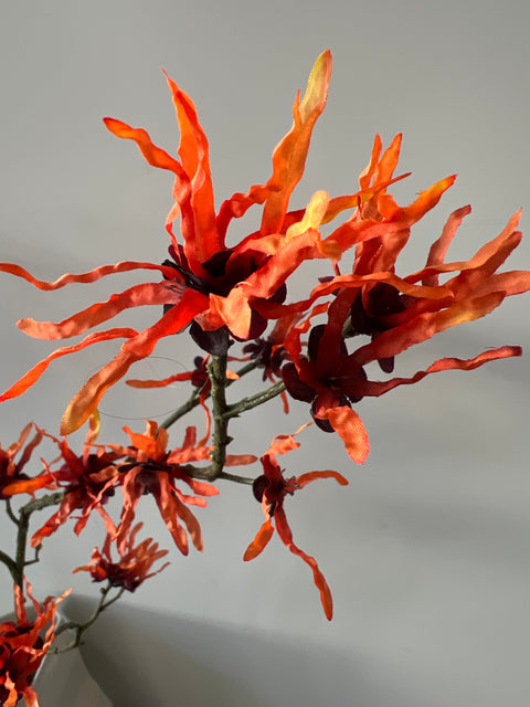 Hamamelis oranje 153 cm
