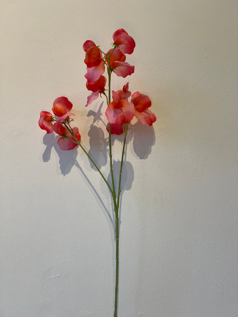 Lathyrus   Fuchsia   66 cm