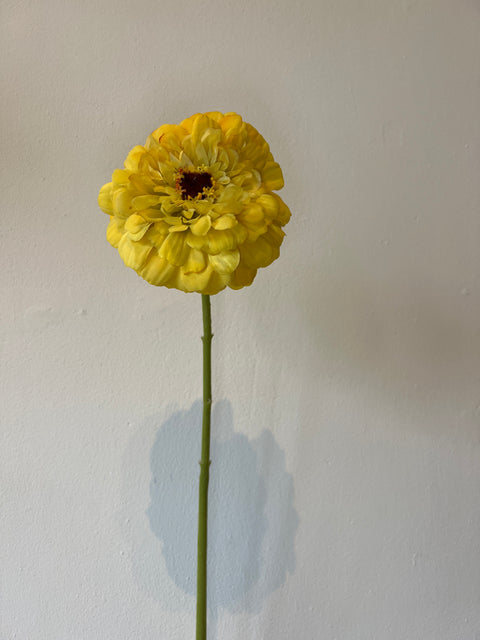 Zinnia bloem geel 70 cm