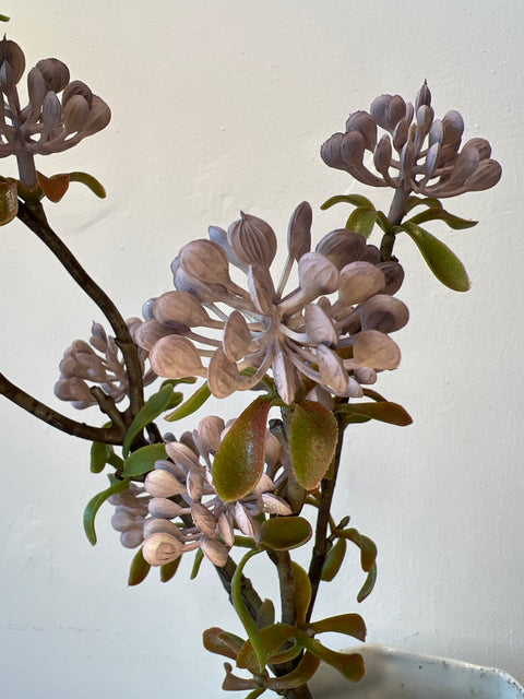 Sedum spray lila 52 cm