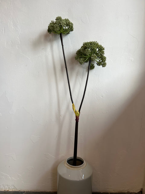 Engelwortel x2   groen  116 cm