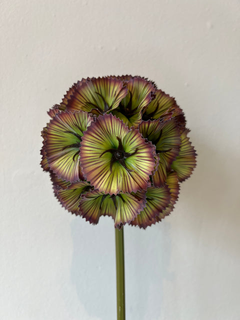 Scabiosa stellata green/purple  66 cm