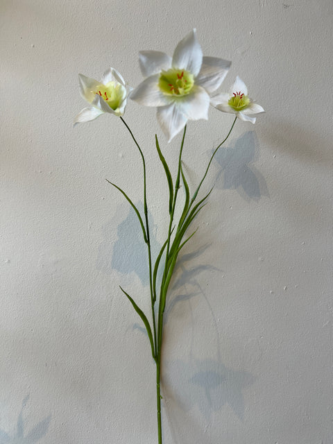 Narcis spray wit  70 cm