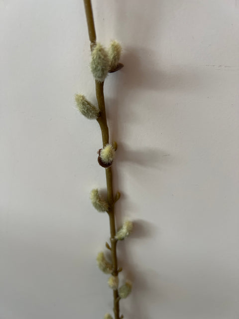 Wilgenkatjes tak groen 105 cm