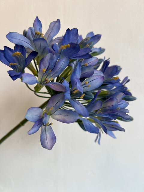 Agapanthus groot blauw  88 cm