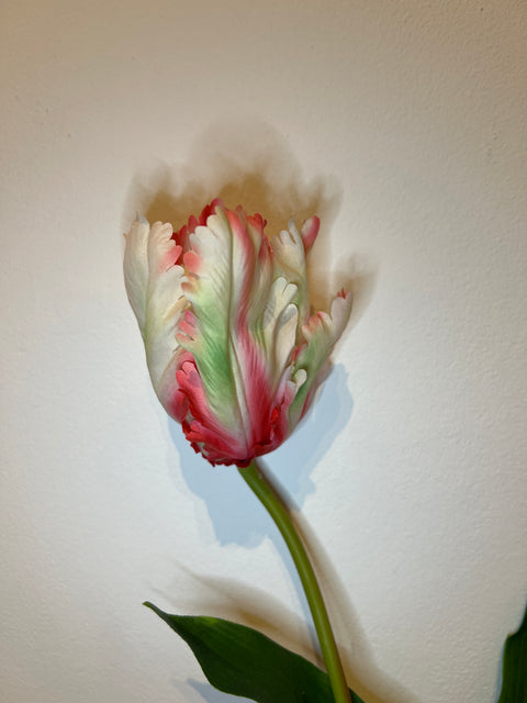 Tulp papegaai wit/rood  65 cm