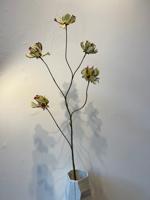 Cosmea spray groen 110 cm