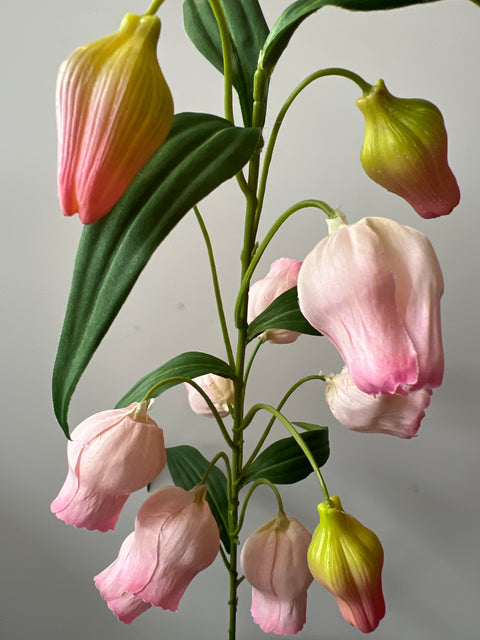 Sandersonia (klokjes)  97 cm  roze