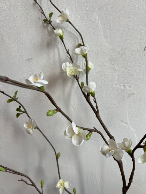 Chaenomeles tak 142 cm wit