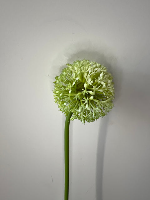 Allium groen  60 cm