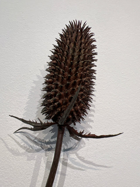 Kaardebol tak 99 cm bruin
