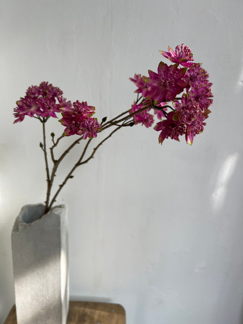 Zeeuws knoopje tak 70cm beauty/groen