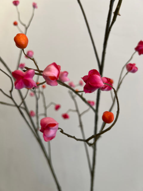 Kardinaalsmuts tak roze/oranje  125 cm