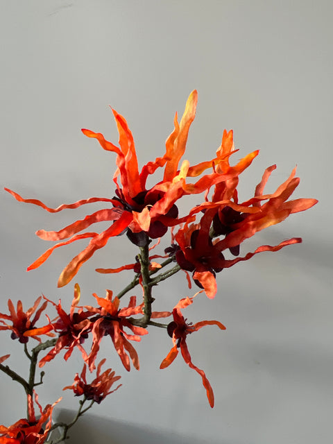 Hamamelis oranje 98 cm