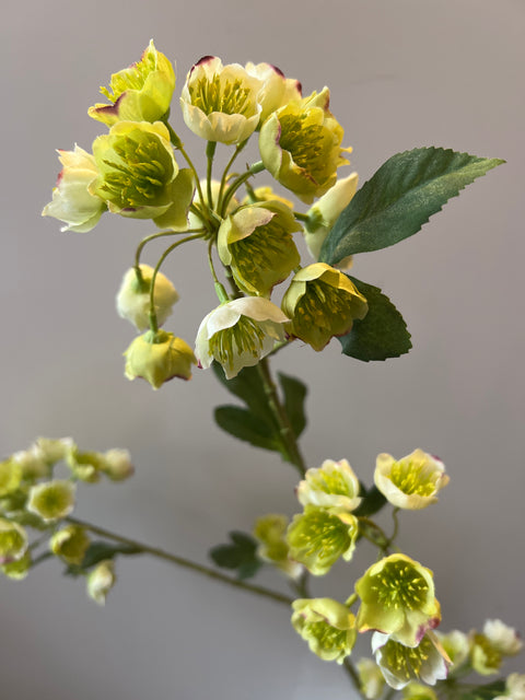 Helleborus wit 100 cm